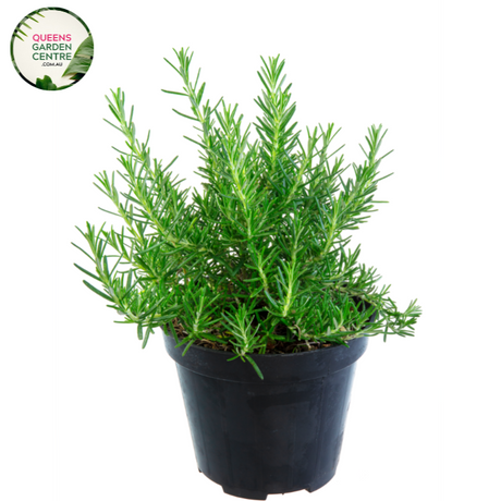  "A close-up view of the Rosemary 'Chef's Choice' plant, showcasing its aromatic and culinary attributes. The evergreen herb features needle-like leaves with a rich green color and a compact, upright growth habit. 'Chef's Choice' is a cultivar of rosemary, prized for its flavorful and fragrant leaves, making it a popular choice in culinary applications. This image captures the beauty and functionality of the plant, 