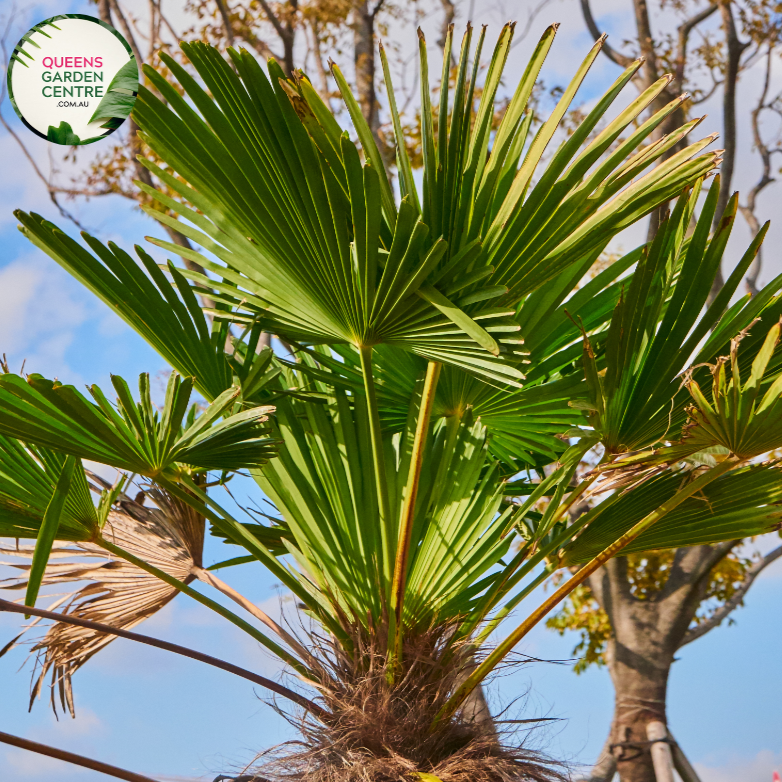 Alt text: Sabal palmetto, also known as the cabbage palm or sabal palm, is a species native to the southeastern United States, particularly in Florida and South Carolina. It is the state tree of both states. This palm species features a single, stout trunk topped with a crown of large, fan-shaped leaves. The Sabal palmetto is commonly used in landscaping and is known for its resilience to harsh coastal conditions.