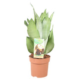 Sansevieria Moonshine