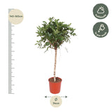 Schefflera Arboricola Compacta træ