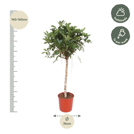 Schefflera Arboricola Compacta Tree