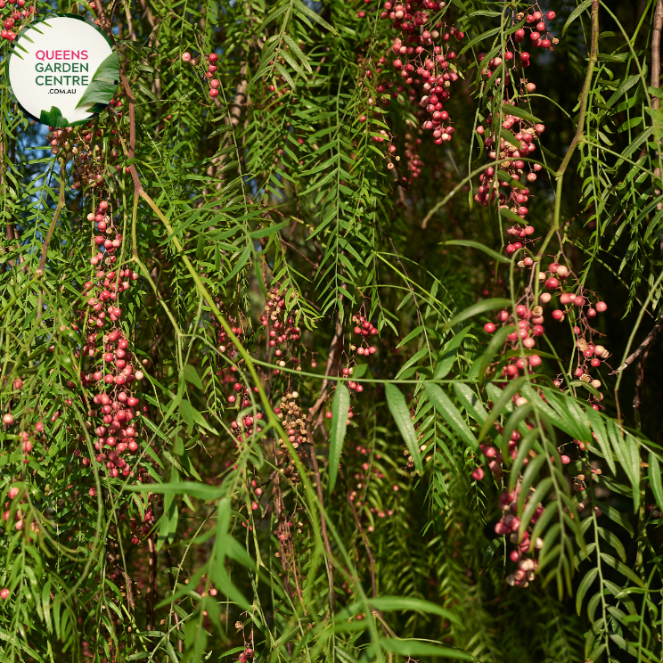 Alt text: Schinus areira, commonly known as Peppercorn or Pepper Tree, showcasing feathery foliage and clusters of small, pinkish-red berries. This evergreen tree adds a touch of greenery and uniqueness to landscapes, appreciated for its aromatic leaves and ornamental berries.