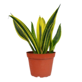 Snake 'Gold Flame'