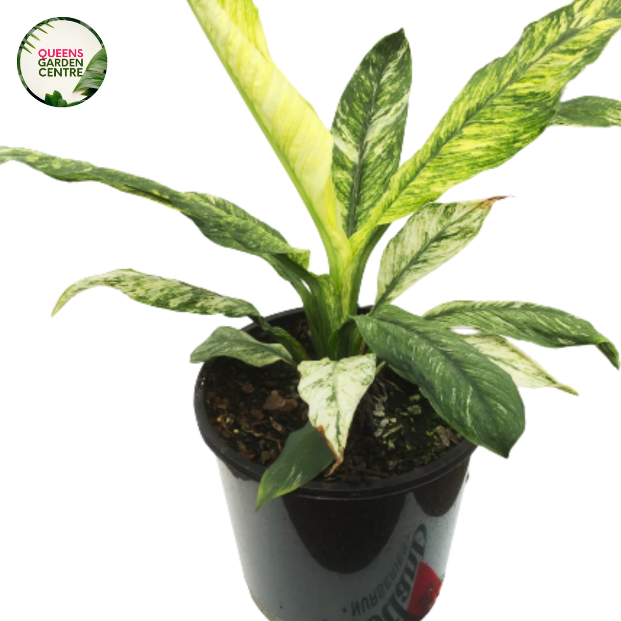 Spath Sensation Variegated