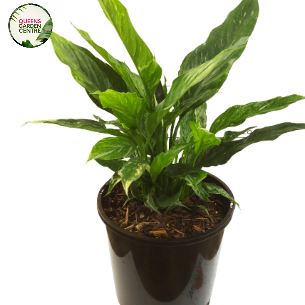 Spathiphyllum Domino