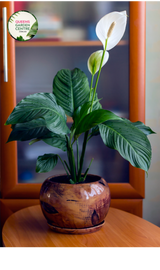 "Close-up of Spathiphyllum Stephanie, a graceful peace lily, highlighting its elegant white blooms and glossy green leaves. This indoor plant adds a touch of serenity and natural beauty to home interiors with its air-purifying qualities."