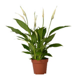 Spathiphyllum Bingo Cupido