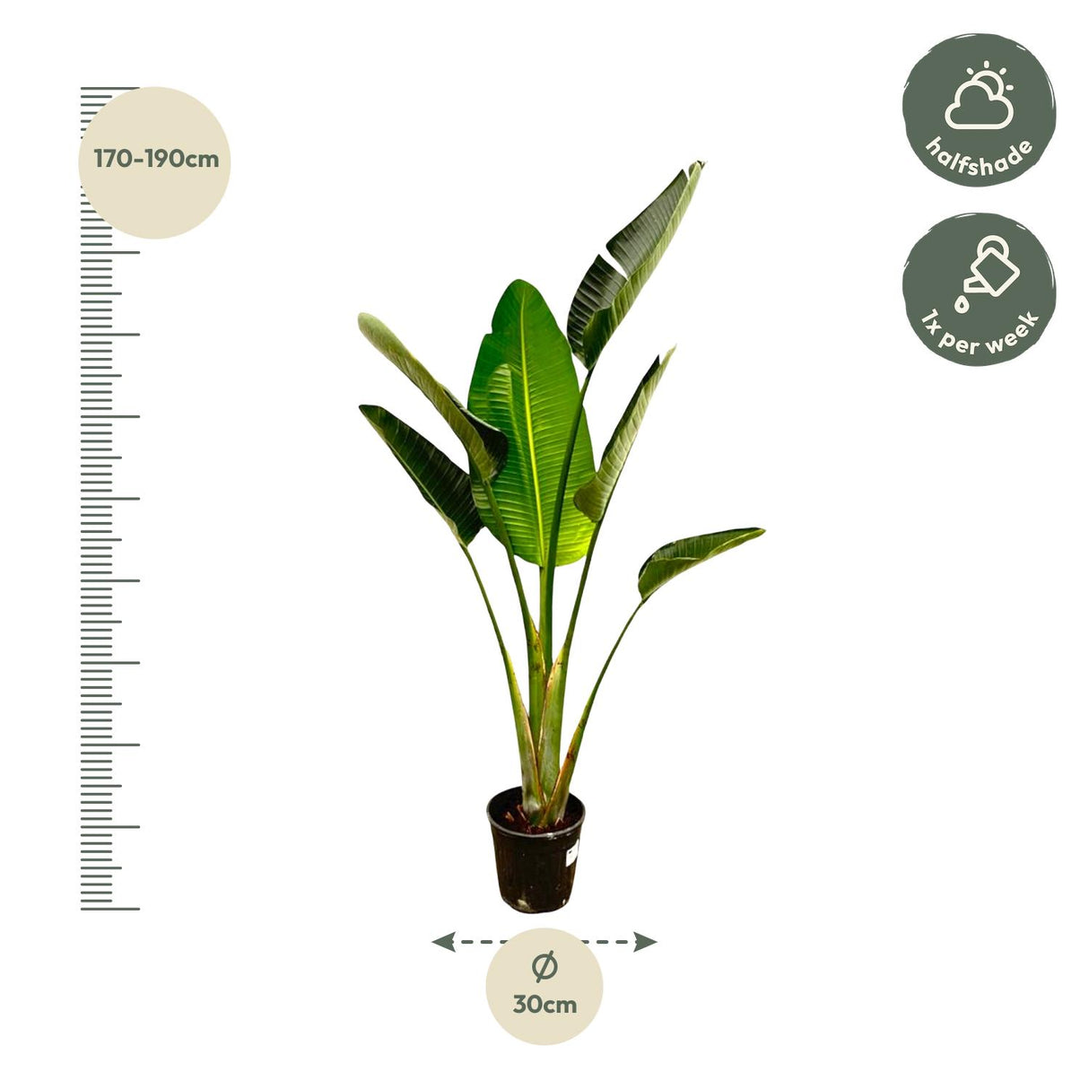 Strelitzia Augusta