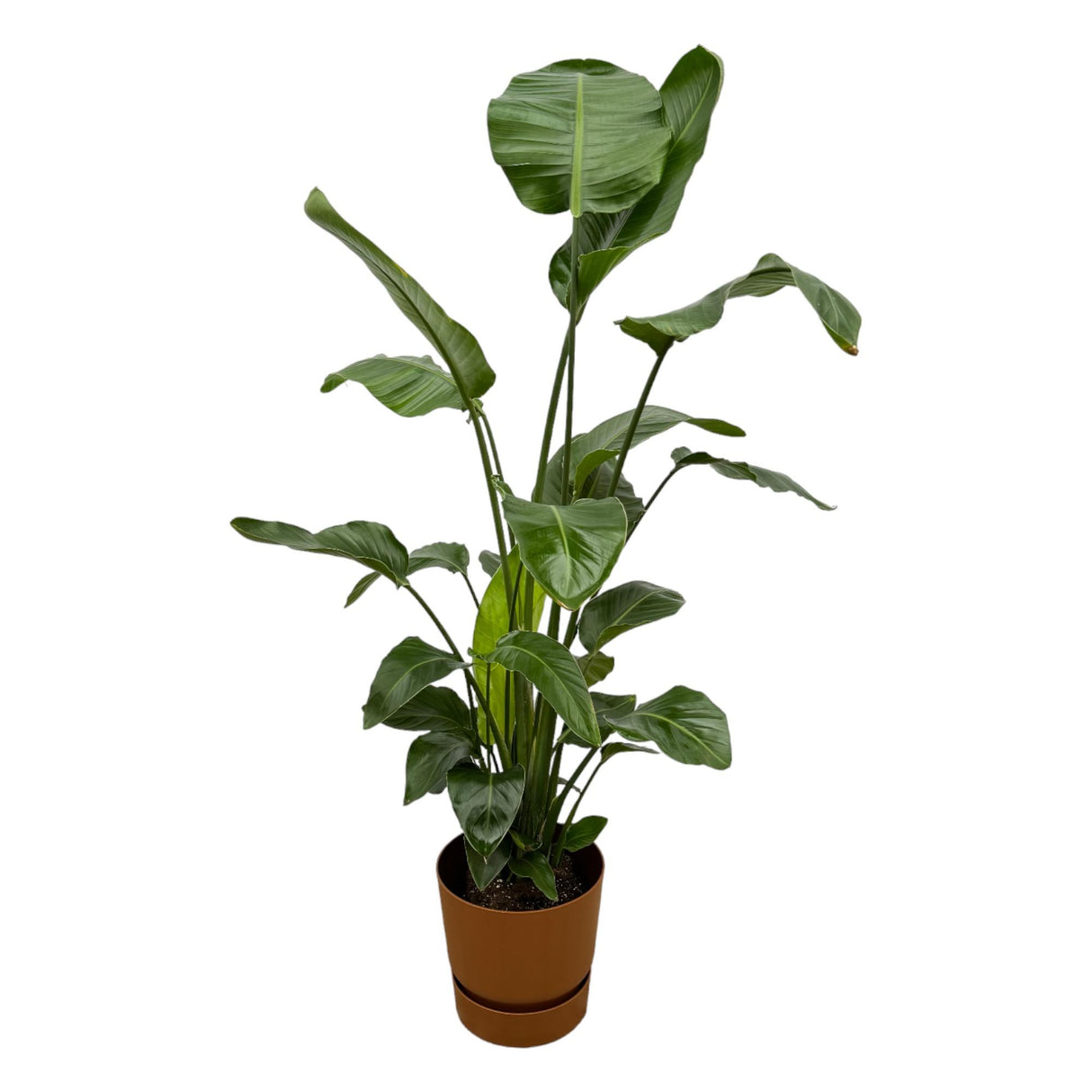 Strelitzia Nicolai Ø24cm ↕120cm i Boule ANTRACIET gryde