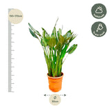 Strelitzia Reginae