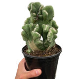 Succulent Cereus Coral Green