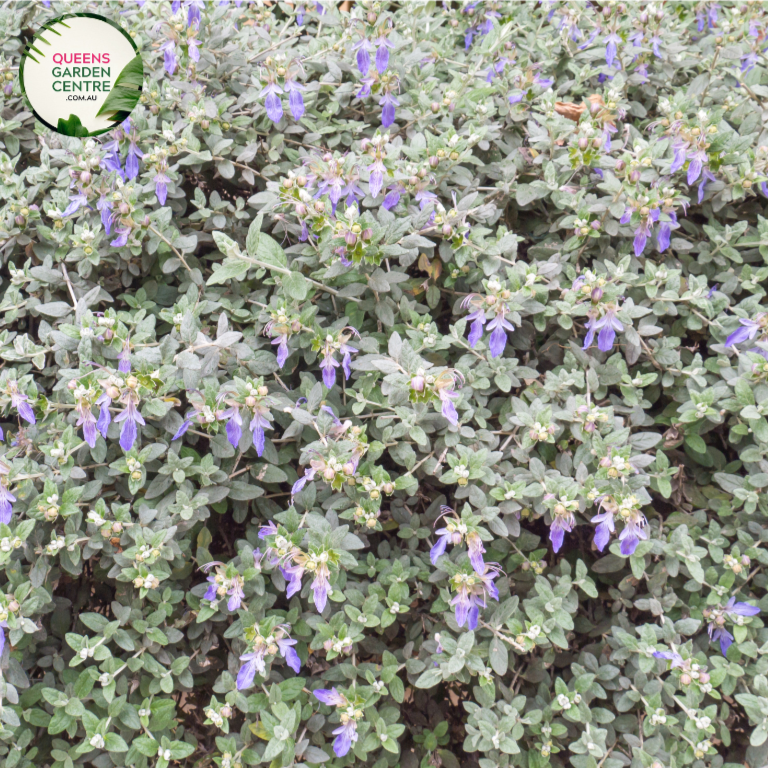 "A captivating image of the Teucrium fruticans plant, commonly known as the Bush Germander. This evergreen shrub features silvery-gray, aromatic foliage and displays a compact, mounding form. In this visual, the plant is adorned with clusters of small, lavender-blue flowers. Teucrium fruticans is valued for its drought tolerance and ornamental qualities, making it an attractive addition to garden landscapes. 