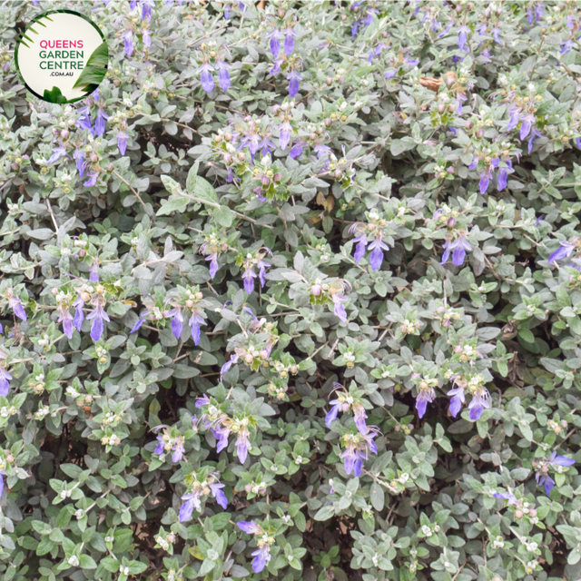 "A captivating image of the Teucrium fruticans plant, commonly known as the Bush Germander. This evergreen shrub features silvery-gray, aromatic foliage and displays a compact, mounding form. In this visual, the plant is adorned with clusters of small, lavender-blue flowers. Teucrium fruticans is valued for its drought tolerance and ornamental qualities, making it an attractive addition to garden landscapes. 