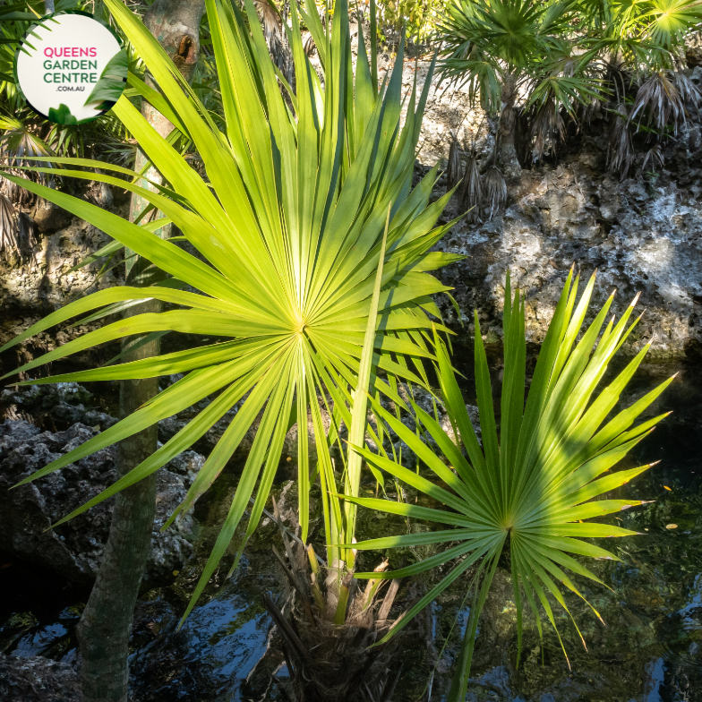 Alt text: Thrinax radiata, commonly known as the Florida thatch palm or silver thatch palm, is a slow-growing palm native to Florida, the Caribbean, and Central America. It features a slender trunk covered in persistent leaf bases and a crown of gracefully arching, fan-shaped leaves. The leaves have a silver-green coloration, giving the plant its distinctive appearance. The Thrinax radiata is often used as an ornamental plant in tropical and subtropical landscapes.