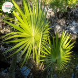 Alt text: Thrinax radiata, commonly known as the Florida thatch palm or silver thatch palm, is a slow-growing palm native to Florida, the Caribbean, and Central America. It features a slender trunk covered in persistent leaf bases and a crown of gracefully arching, fan-shaped leaves. The leaves have a silver-green coloration, giving the plant its distinctive appearance. The Thrinax radiata is often used as an ornamental plant in tropical and subtropical landscapes.