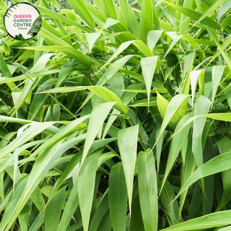 Alt text: Thysanolaena maxima, commonly known as Tiger Grass, is a tall ornamental grass with striking variegated foliage. Its leaves feature bold stripes of green and white, resembling tiger stripes. This plant adds texture and visual interest to gardens and landscapes, thriving in sunny locations with well-drained soil.