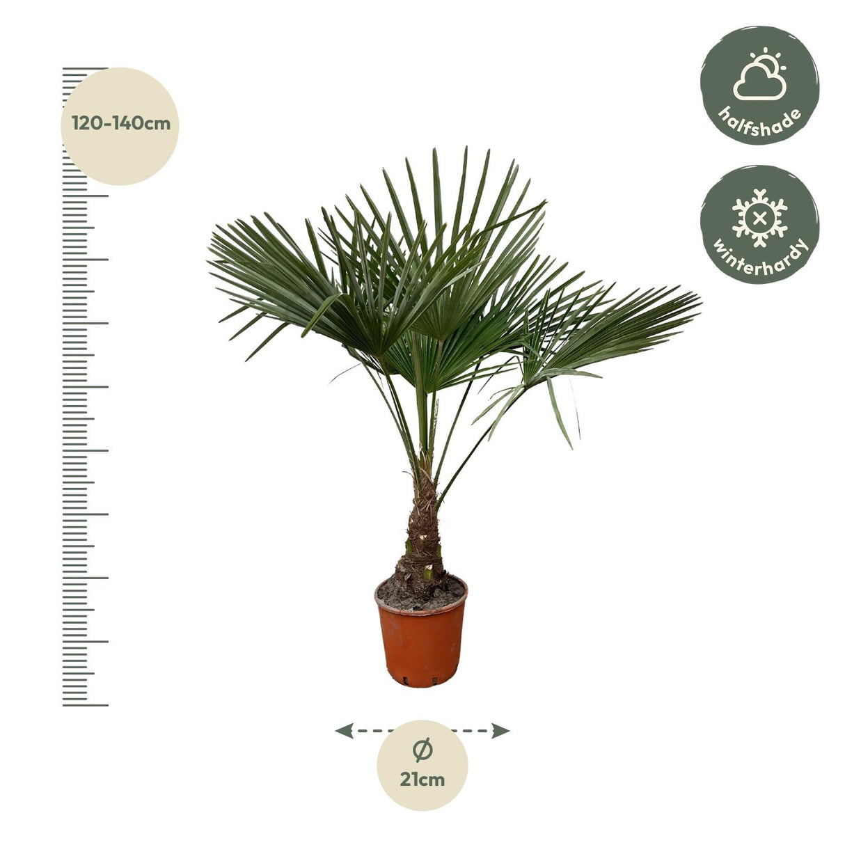 Trachycarpus