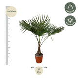 Trachycarpus