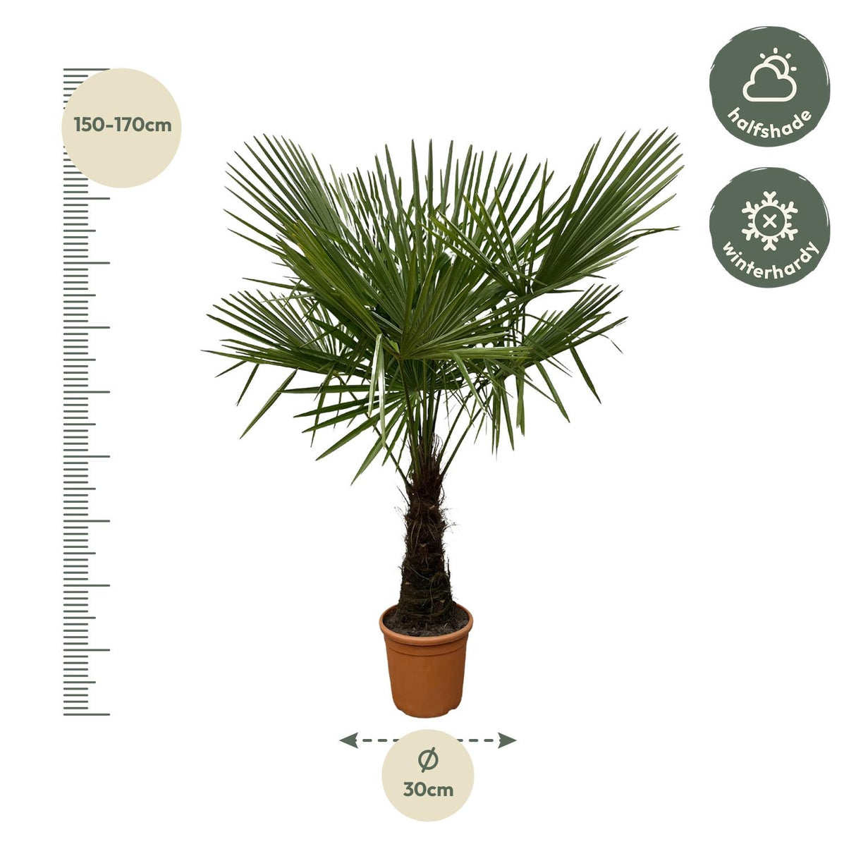 Trachycarpus