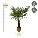 Trachycarpus