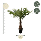 Trachycarpus
