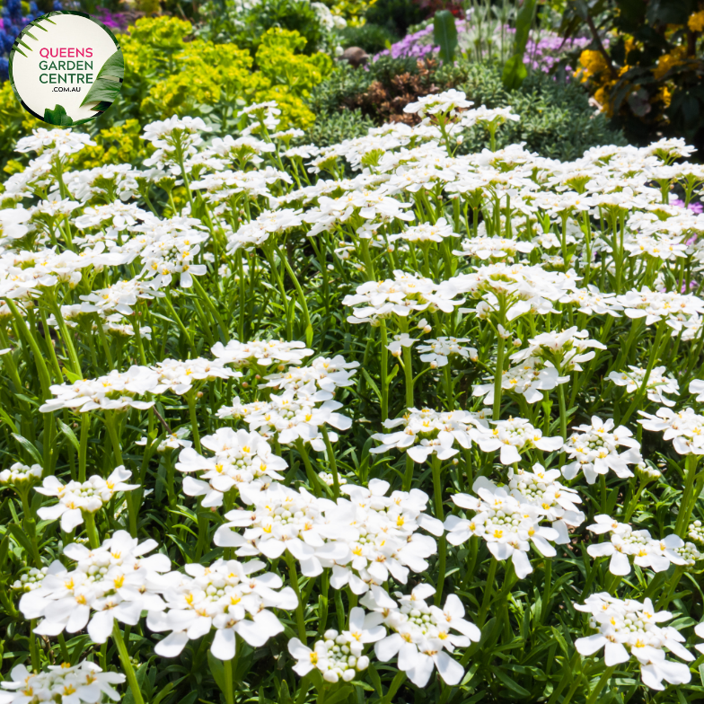 Close-up of an Iberis sempervirens (Candytuft) plant. The image features clusters of small, pure white flowers with four petals each, forming dense, flat-topped inflorescences. The petals are smooth and slightly rounded, creating a delicate, lacy appearance. The flowers are set against dark green, narrow, lance-shaped leaves with a glossy surface and smooth edges. 