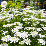 Close-up of an Iberis sempervirens (Candytuft) plant. The image features clusters of small, pure white flowers with four petals each, forming dense, flat-topped inflorescences. The petals are smooth and slightly rounded, creating a delicate, lacy appearance. The flowers are set against dark green, narrow, lance-shaped leaves with a glossy surface and smooth edges. 