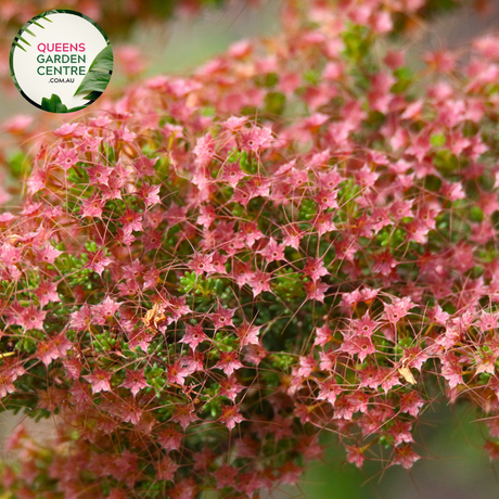 Close-up of Calytrix tetragona Coastal Pink Queen flowers, showcasing vibrant pink star-shaped blooms surrounded by fine, needle-like foliage, highlighting the plant's unique texture and color