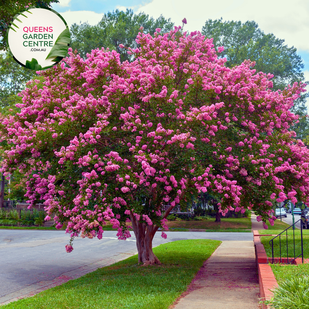 Lagerstroemia Hopi Crepe Myrtle 