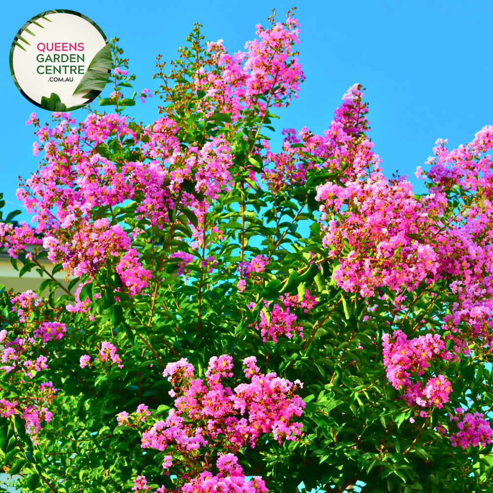 Lagerstroemia Hopi Crepe Myrtle 