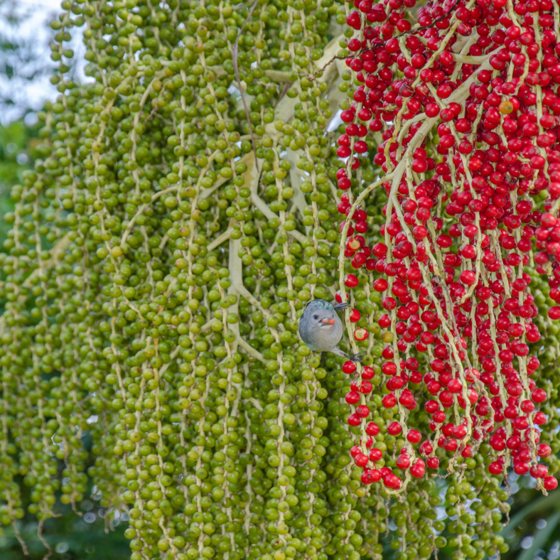 Ptychosperma elegans