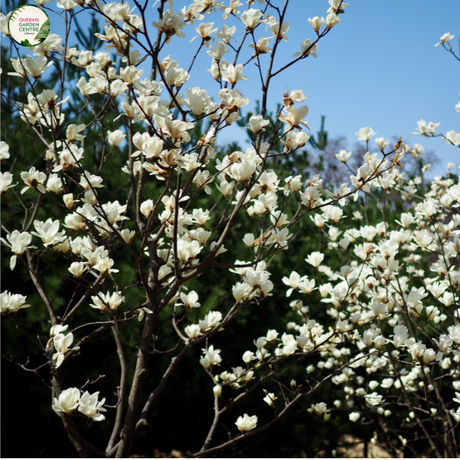 Magnolia 'Fairy White'