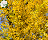 Close-up of Gingko Biloba plant with fan-shaped leaves and vibrant green coloration.