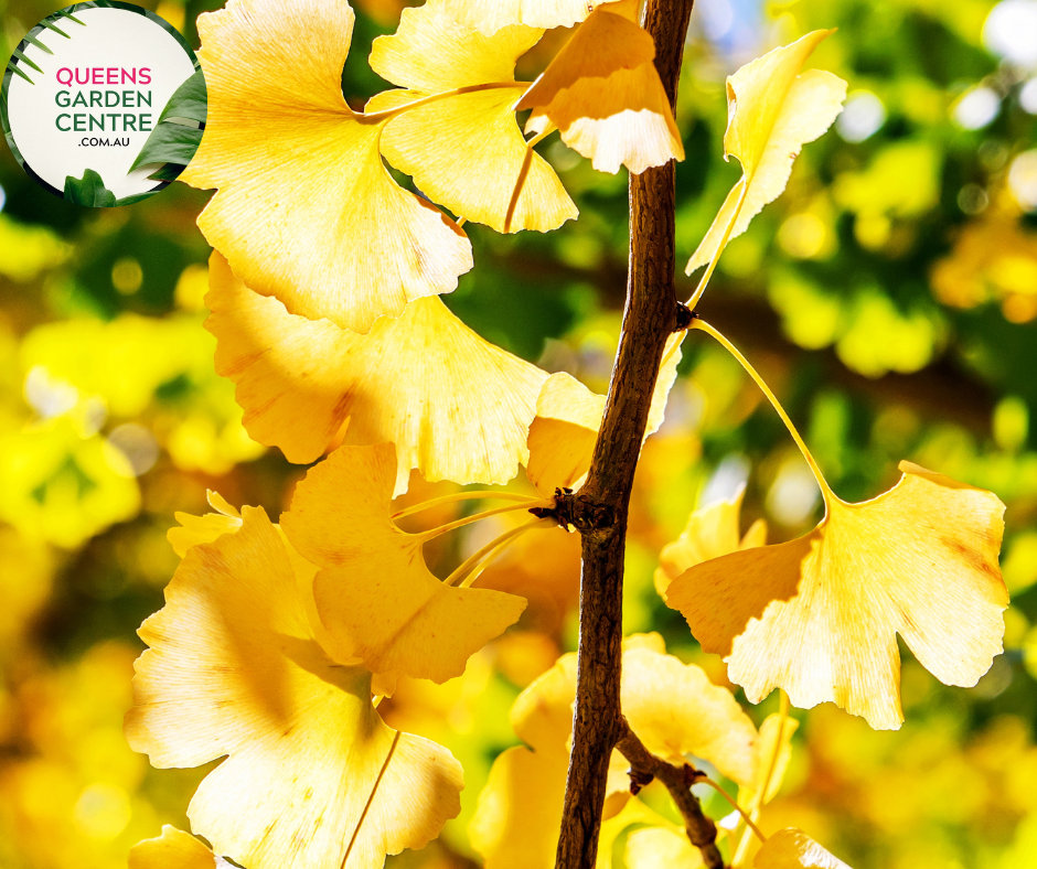 Close-up of Gingko Biloba plant with fan-shaped leaves and vibrant green coloration.