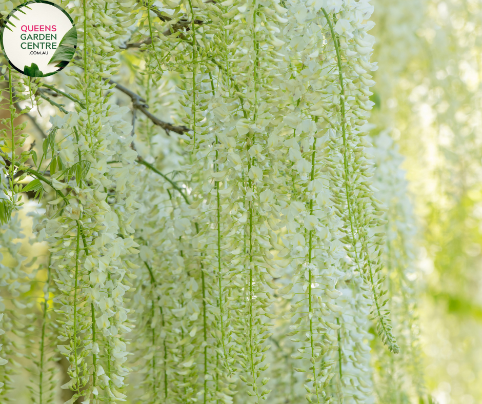 Wisteria Sinensis Alba tree
