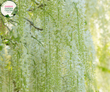 Wisteria Sinensis Alba tree
