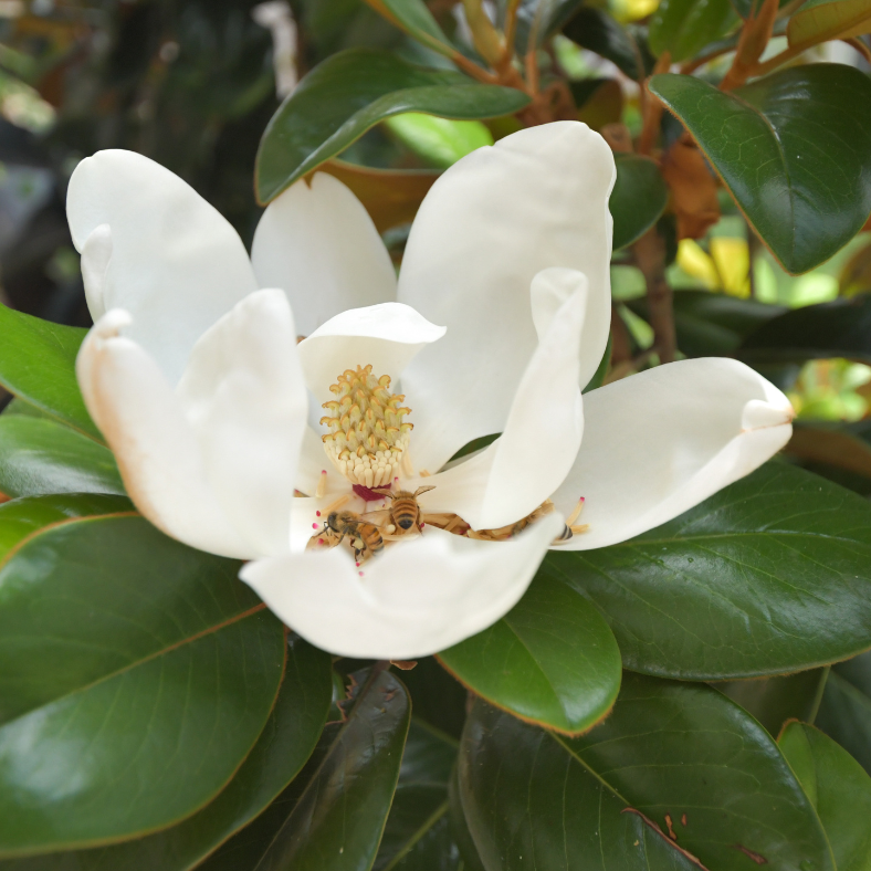 Magnolia Grandiflora 'Teddy Bear'