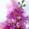 Lagerstroemia