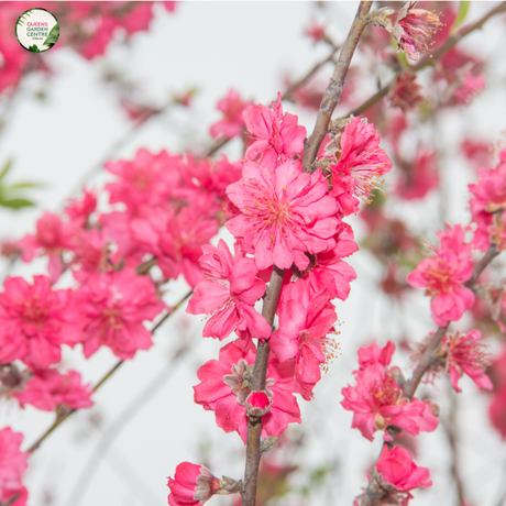 Prunus persica Pendula "Rose Charm"