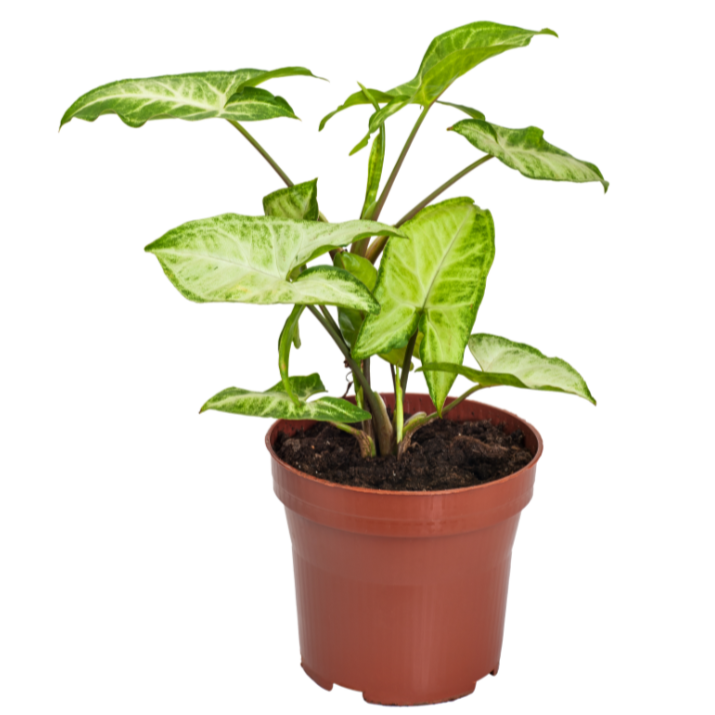 Syngonium Fantasy