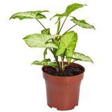 Syngonium Fantasy