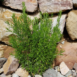 Rosemary - Common Rosmarinus officinalis