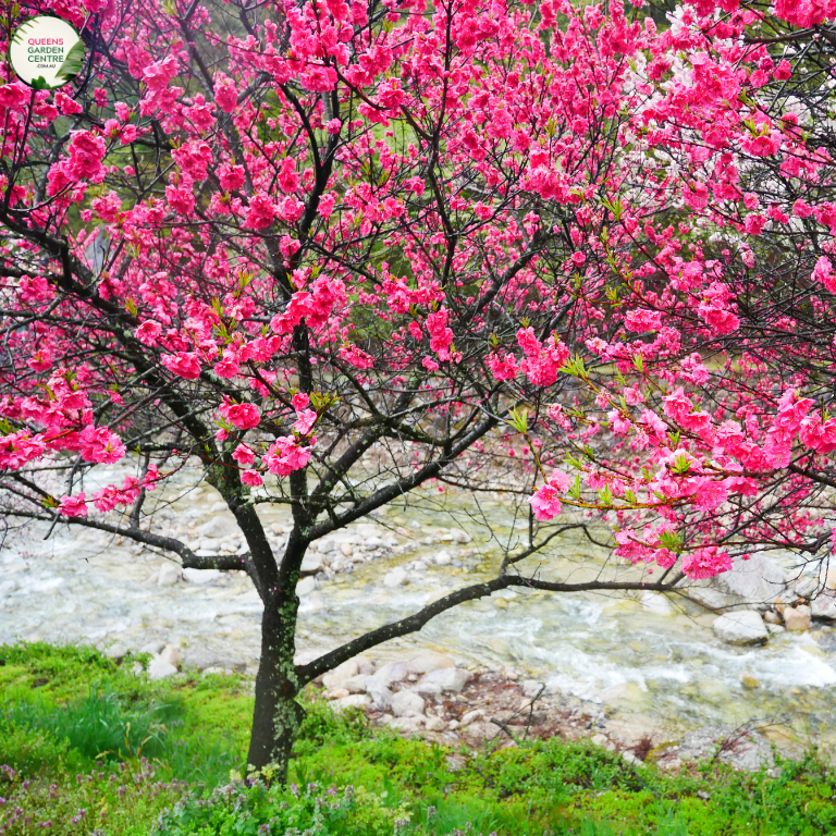 Prunus persica Pendula "Rose Charm"