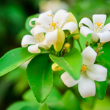 Murraya paniculata
