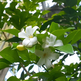 Murraya paniculata