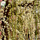 Prunus Snofozam Snow Fountain