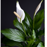 Spathiphyllum Sensation Dwarf