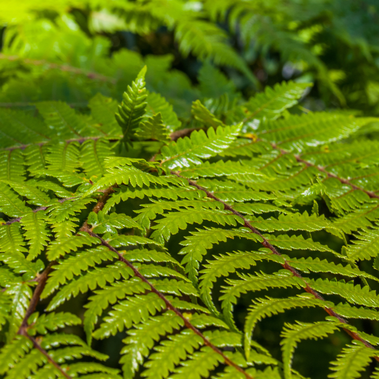 Cyathea Cooperi