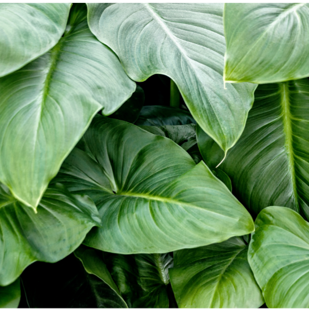 Xanthosoma Violaceum