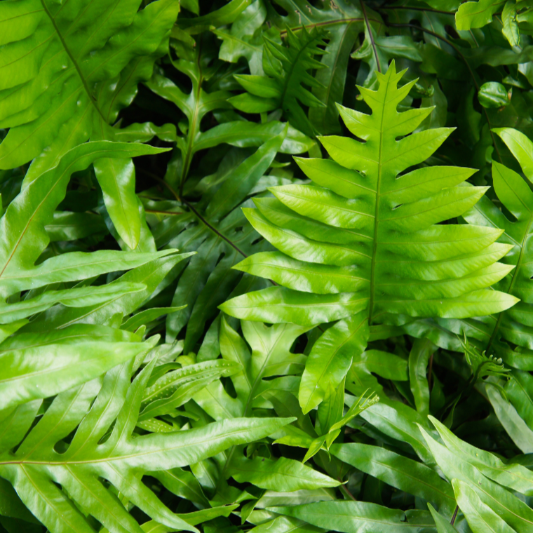 Kangaroo fern (Microsorum diversifolium)